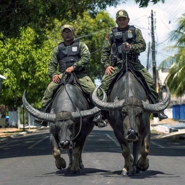 Police in Brazil employ water buffalo to chase down criminals fleeing through rivers and swamps.