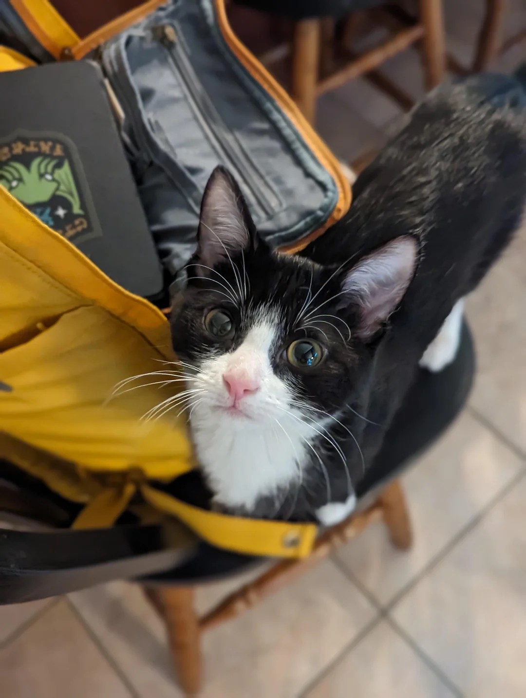 What's your cat's occupation?