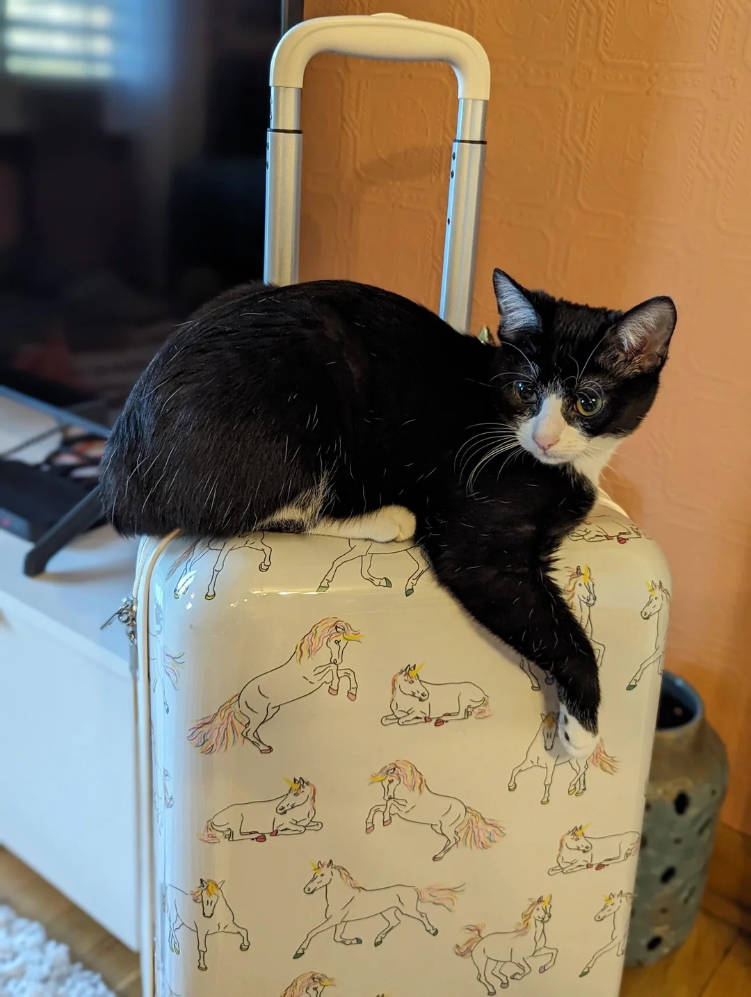 What's your cat's occupation?