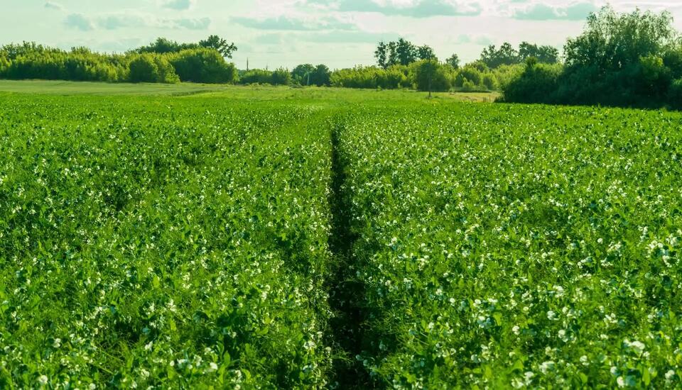 Why Your Frozen Peas Might Get Pricier Soon