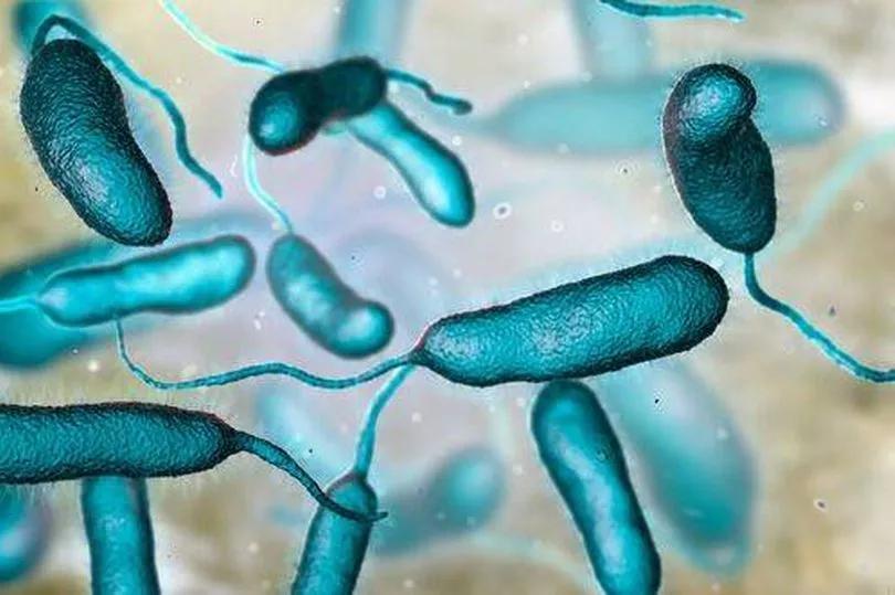 Oysters Gone Wrong: Flesh-Eating Bacteria?!