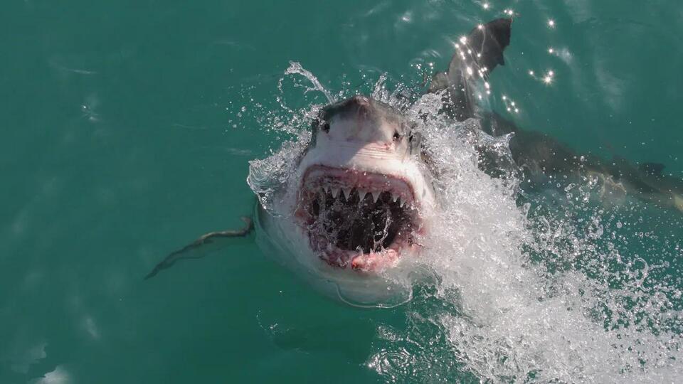 Shark Sightings Are Up—Would You Still Swim?