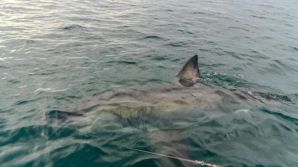 Shark Sightings Are Up—Would You Still Swim?