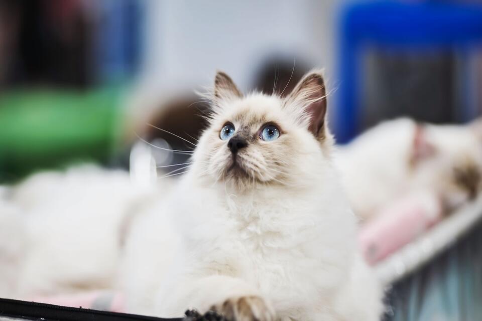 Ragdoll Cat Turns Hero for Her Sis!