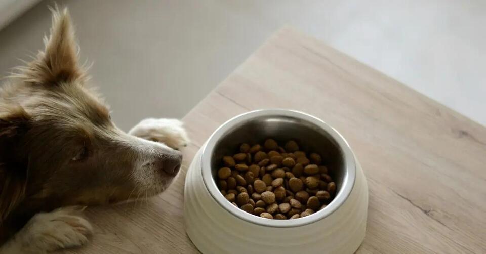 Dog Food Recall Alert: Check Your Freezer!