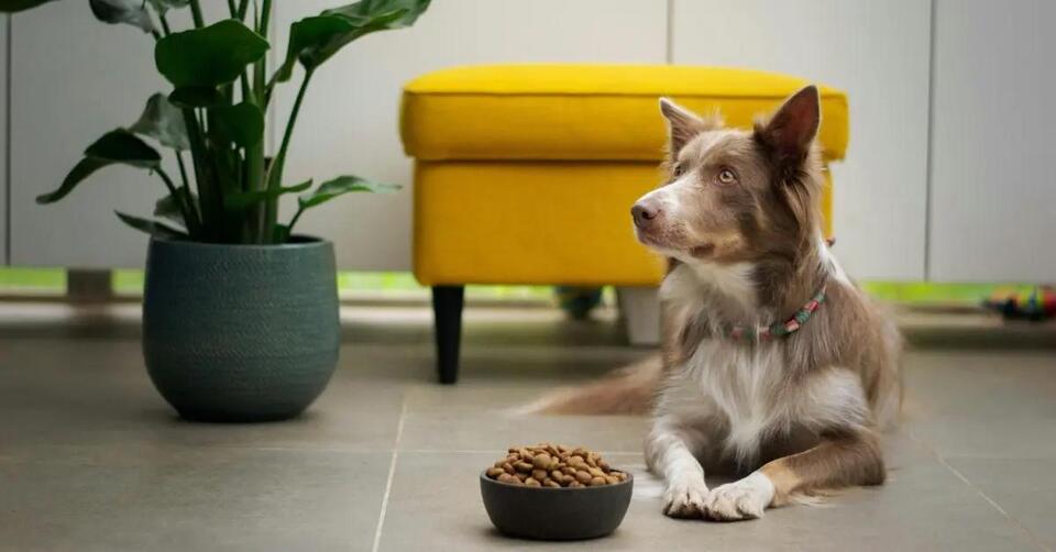 Dog Food Recall Alert: Check Your Freezer!