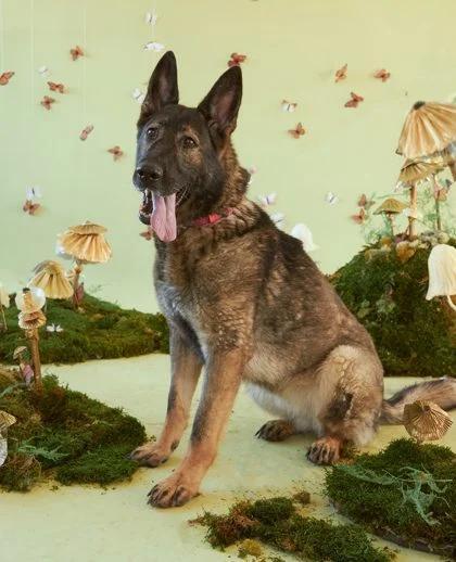 Sosa, the last hero dog, waits for a real home
