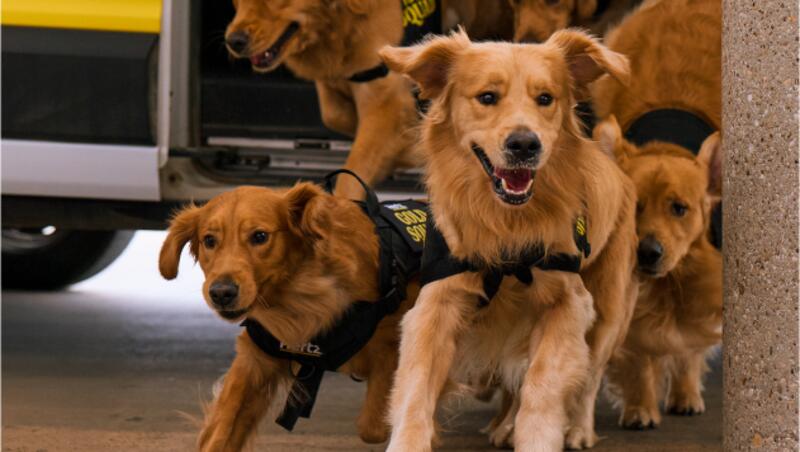 Golden Retrievers at the Airport?!