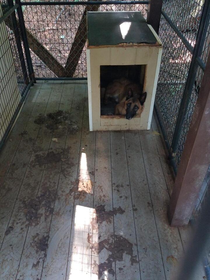 Sosa, the last hero dog, waits for a real home