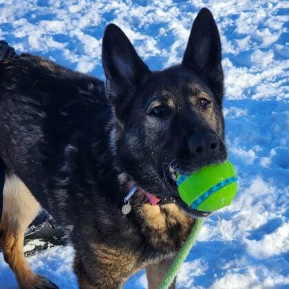 Sosa, the last hero dog, waits for a real home