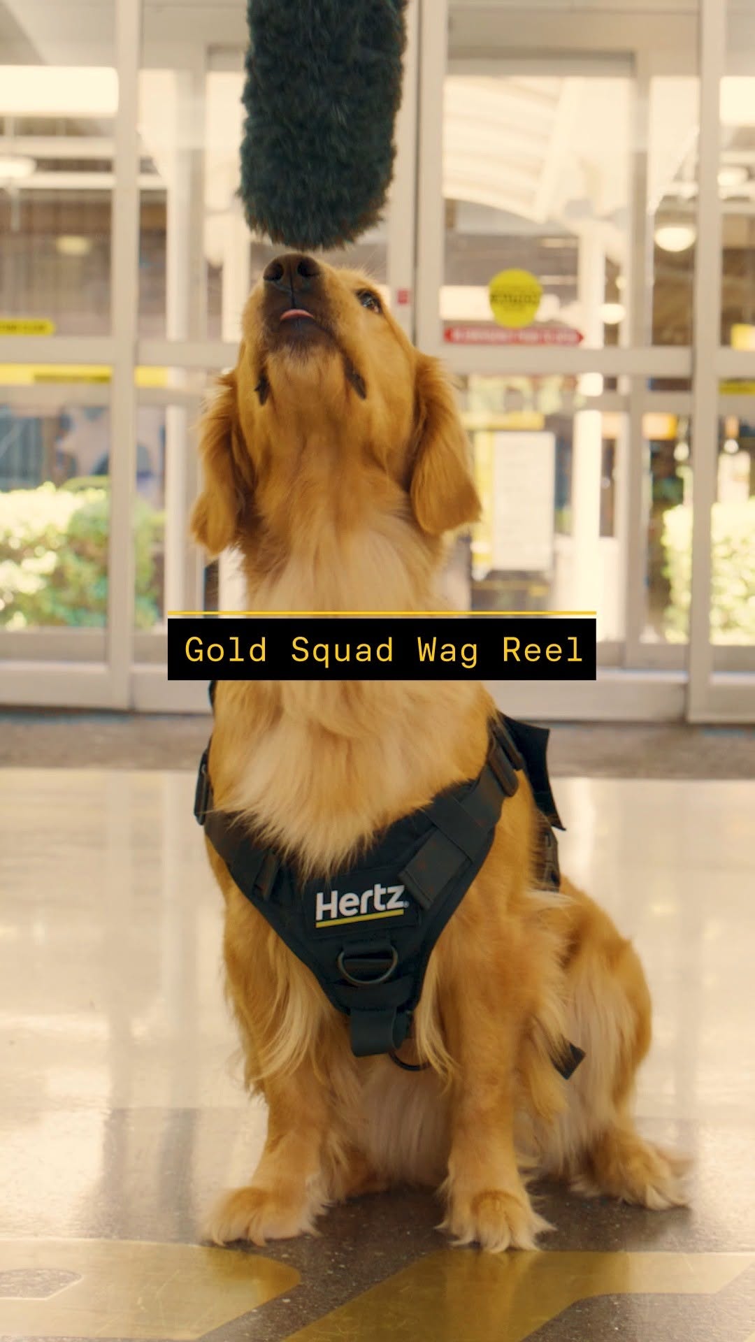 Golden Retrievers at the Airport?!