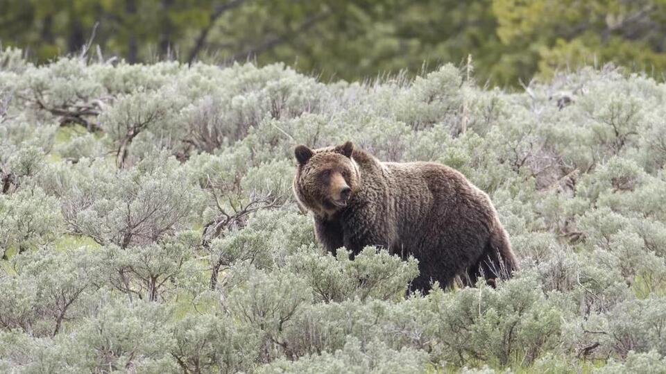 Yellowstone’s grizzly season: Stay alert!