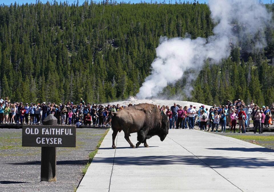 Yellowstone’s grizzly season: Stay alert!