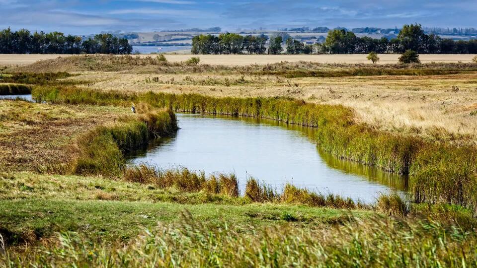 Rare wildlife returns after simple change