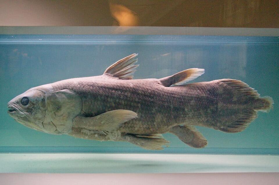 Ancient 'living fossil' fish found off California