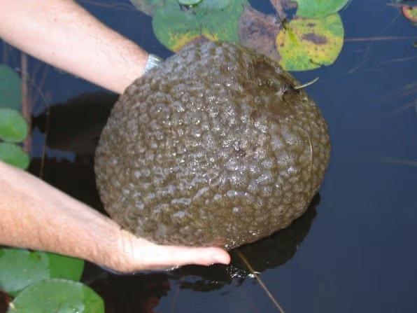 Mutant Blobs in Lakes? Not What You Think!