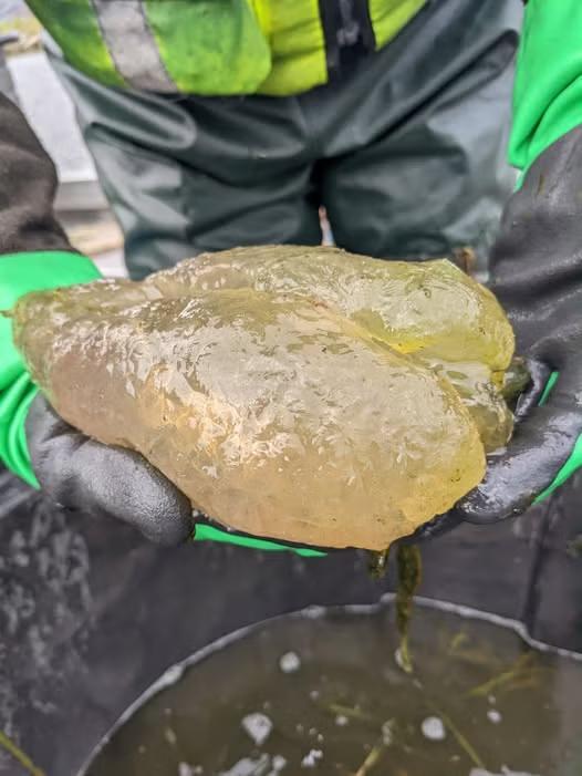 Mutant Blobs in Lakes? Not What You Think!
