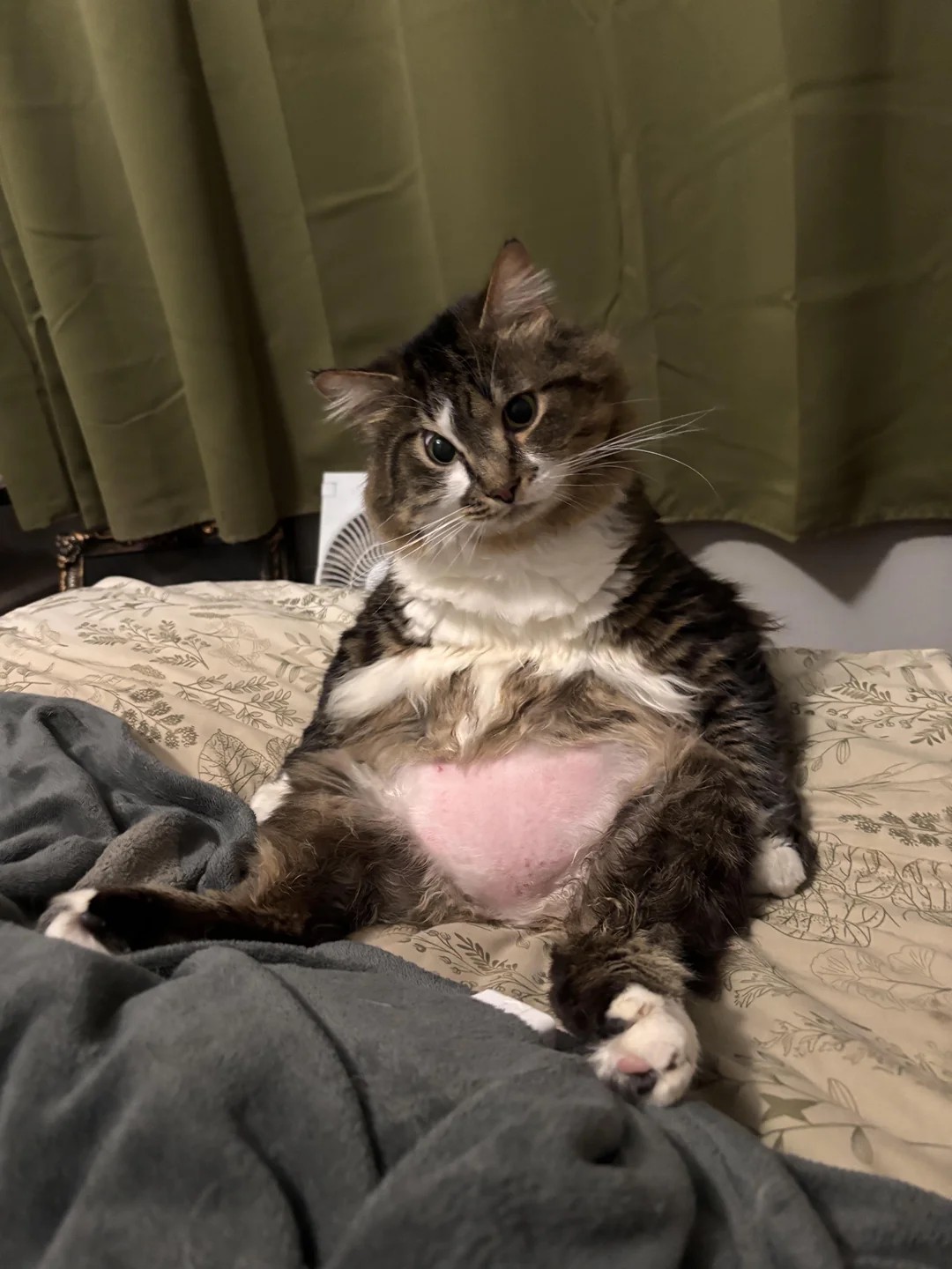 I’m not entirely sure if he’s a cat or some unholy mix of a raccoon, a bear, and a middle-aged man.