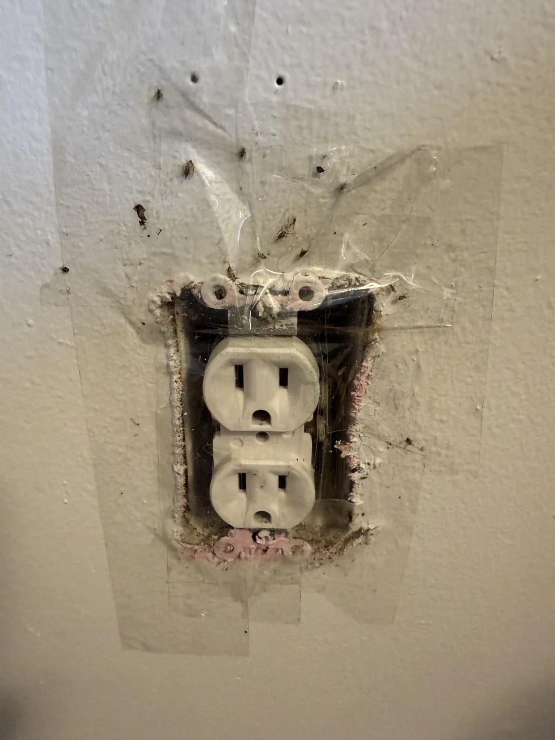 Why are there fruit flies coming out of my outlet? 😵‍💫