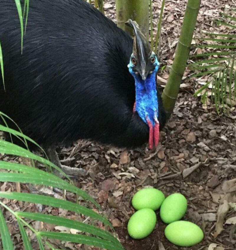 Did You See That Viral Cassowary Egg? 🥚