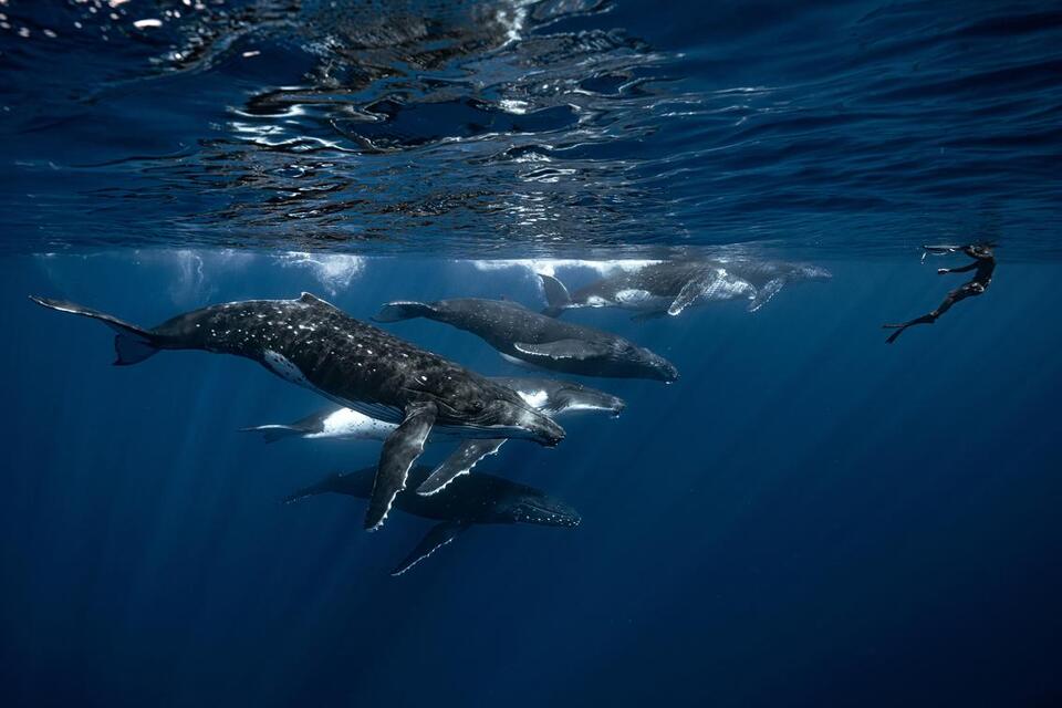 Whale Drama or Shark Tragedy? 🐋