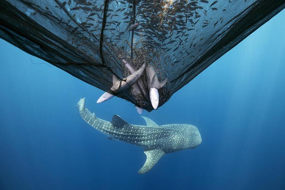 Whale Drama or Shark Tragedy? 🐋