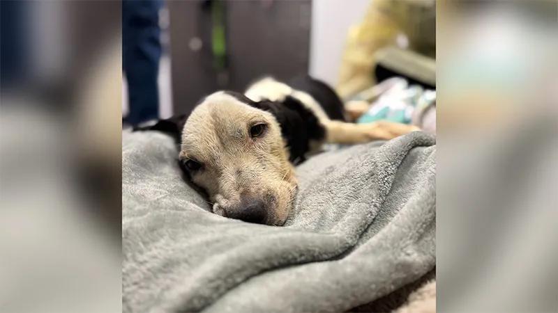 Three dogs rescued from heartbreaking neglect in Lutz