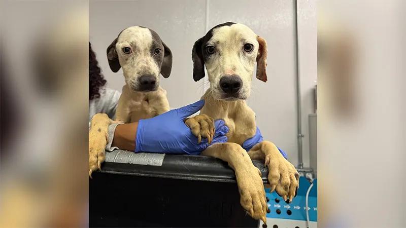 Three dogs rescued from heartbreaking neglect in Lutz