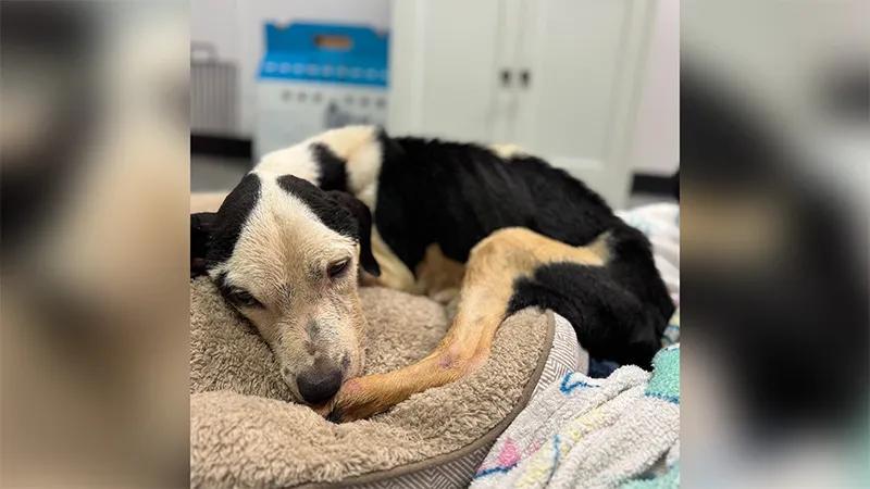 Three dogs rescued from heartbreaking neglect in Lutz