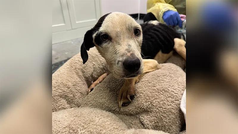 Three dogs rescued from heartbreaking neglect in Lutz