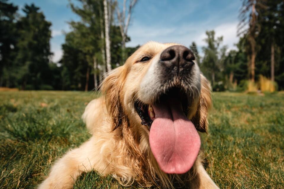 Golden Retriever’s toy obsession wins hearts