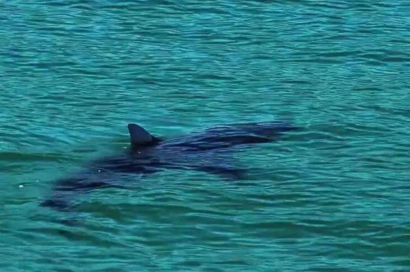 Santa Barbara surfer’s wild shark encounter
