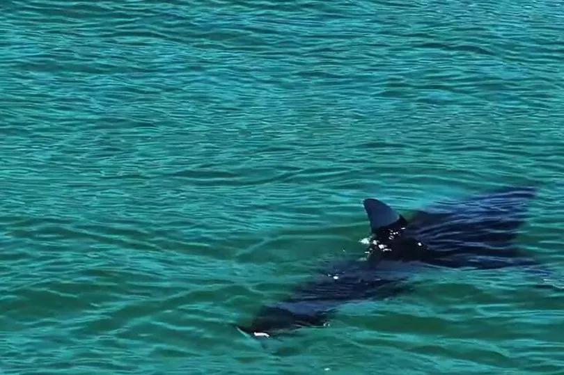 Santa Barbara surfer’s wild shark encounter