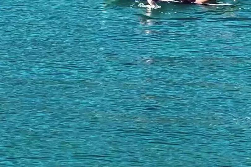 Santa Barbara surfer’s wild shark encounter