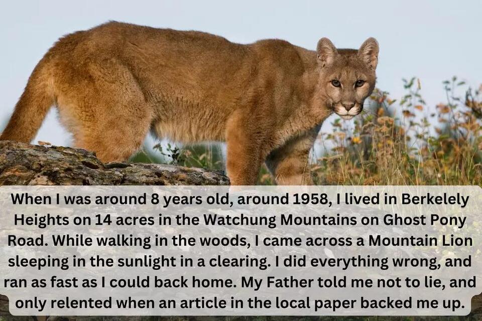 Is there a mountain lion roaming Ocean County?