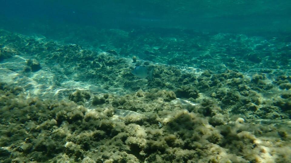 Biodegradable Plastic Eats Itself in the Deep Sea