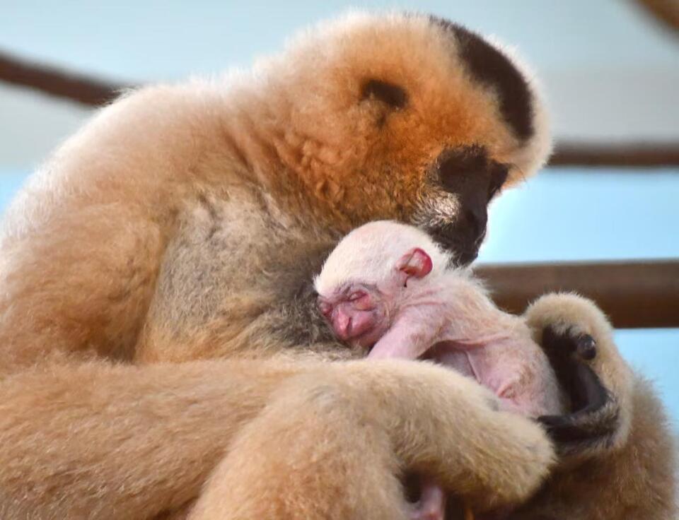 Akron’s baby gibbon gets a name with heart