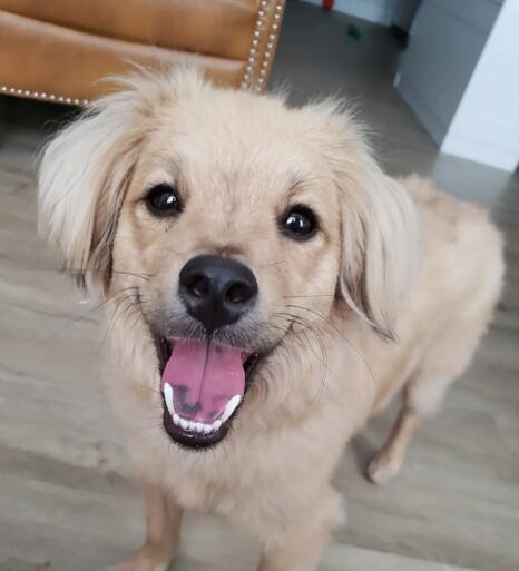 Brooklyn’s Grizzly Bear could help save rescue dogs