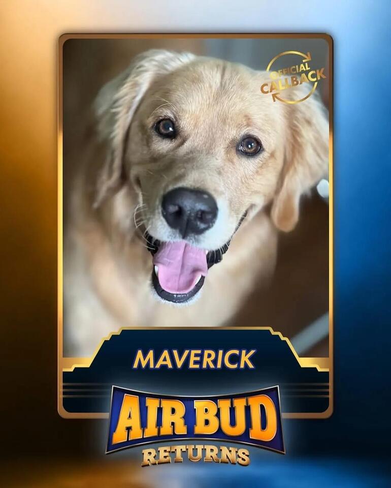 Charlotte’s Maverick could be the next Air Bud!