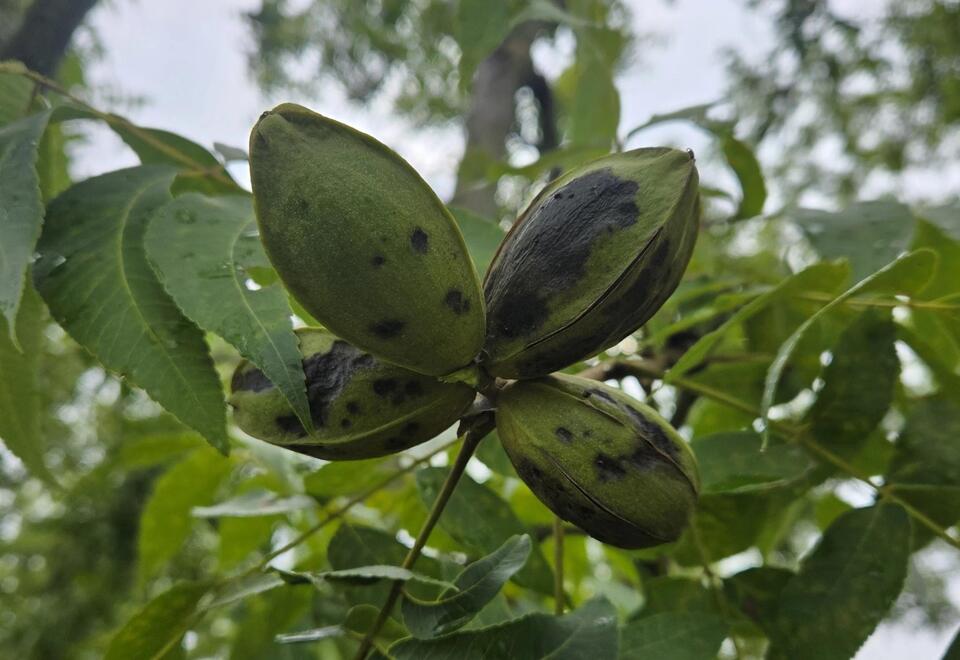 Heavy rains, pests, and bumper crops across SC