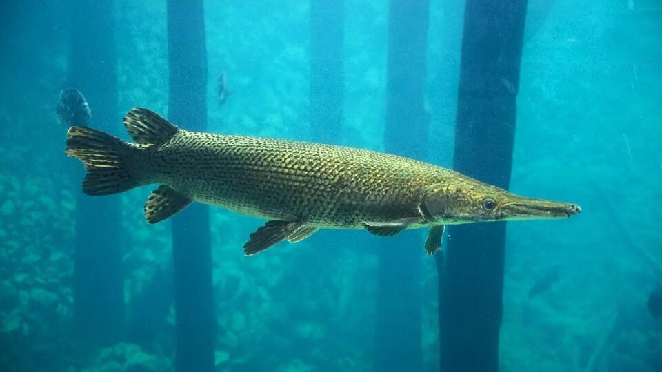 Texas anglers get rare shot at giant gar