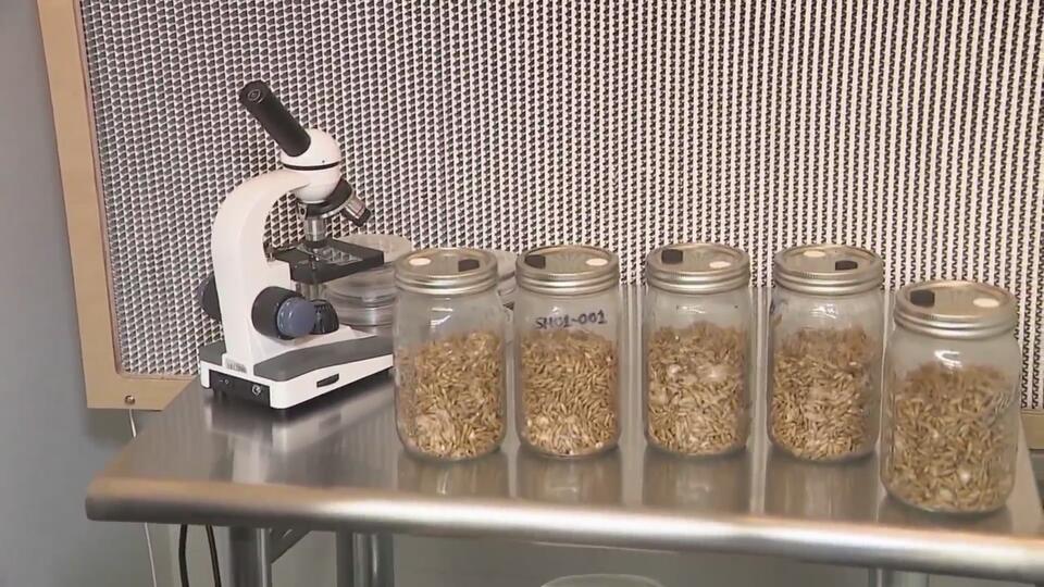 Denver’s mushroom therapy center opens doors