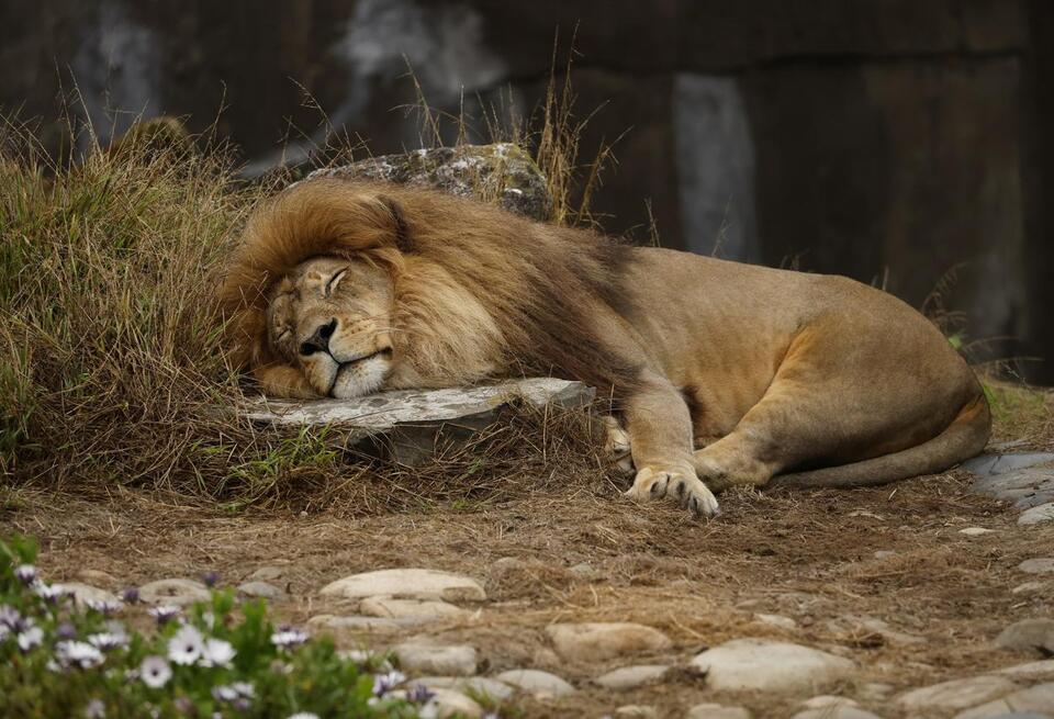 El Paso’s lion king gets a hospital MRI