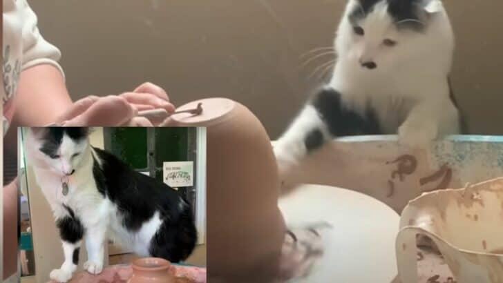 Cat becomes the cutest pottery assistant