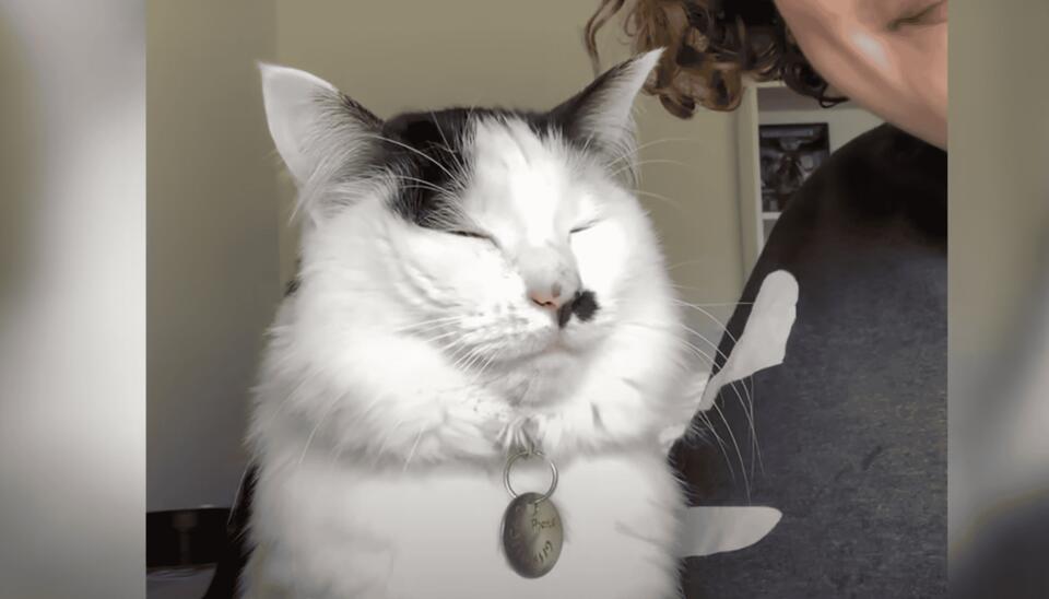 Cat becomes the cutest pottery assistant