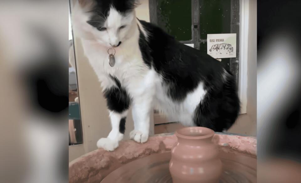 Cat becomes the cutest pottery assistant