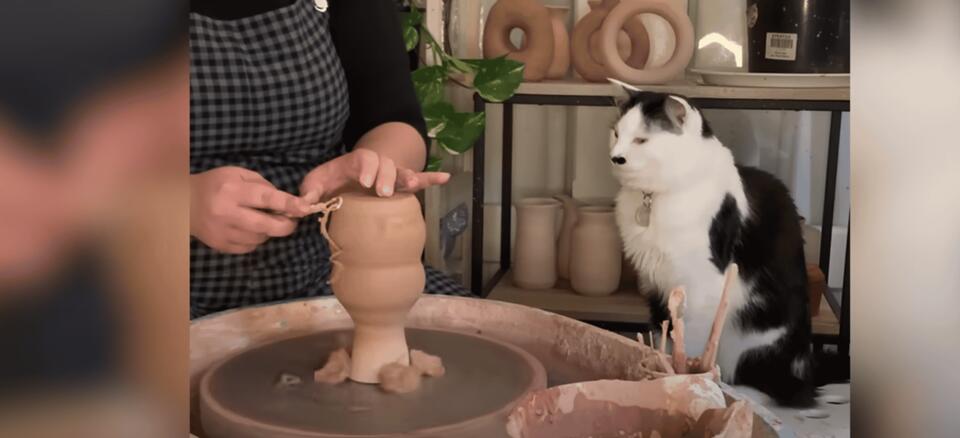 Cat becomes the cutest pottery assistant