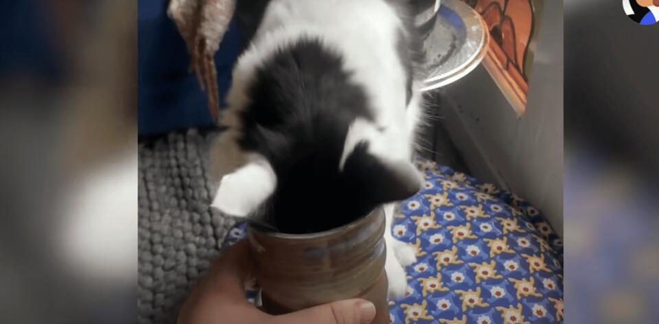 Cat becomes the cutest pottery assistant