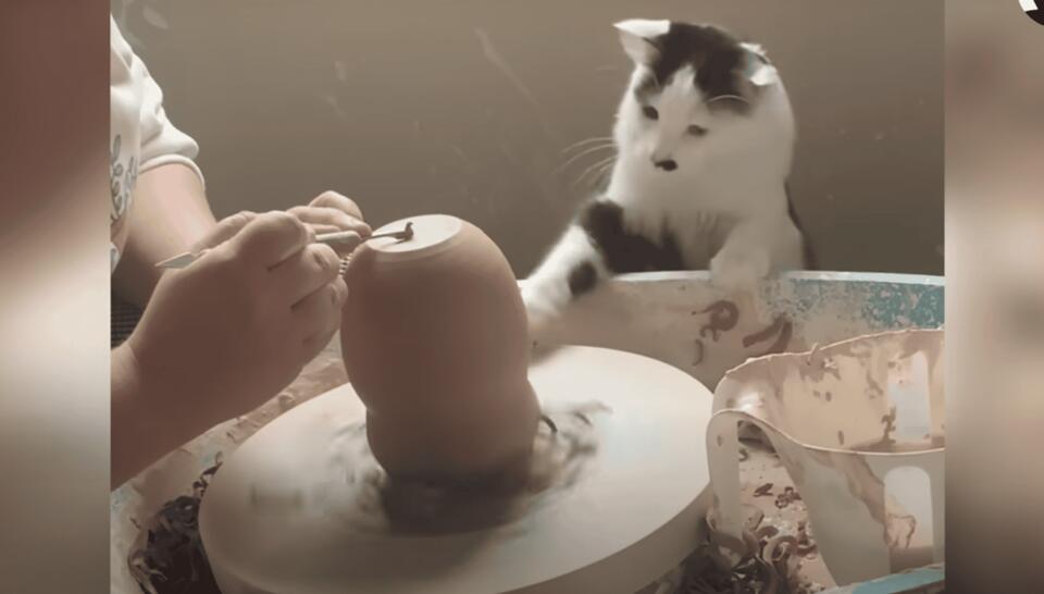 Cat becomes the cutest pottery assistant