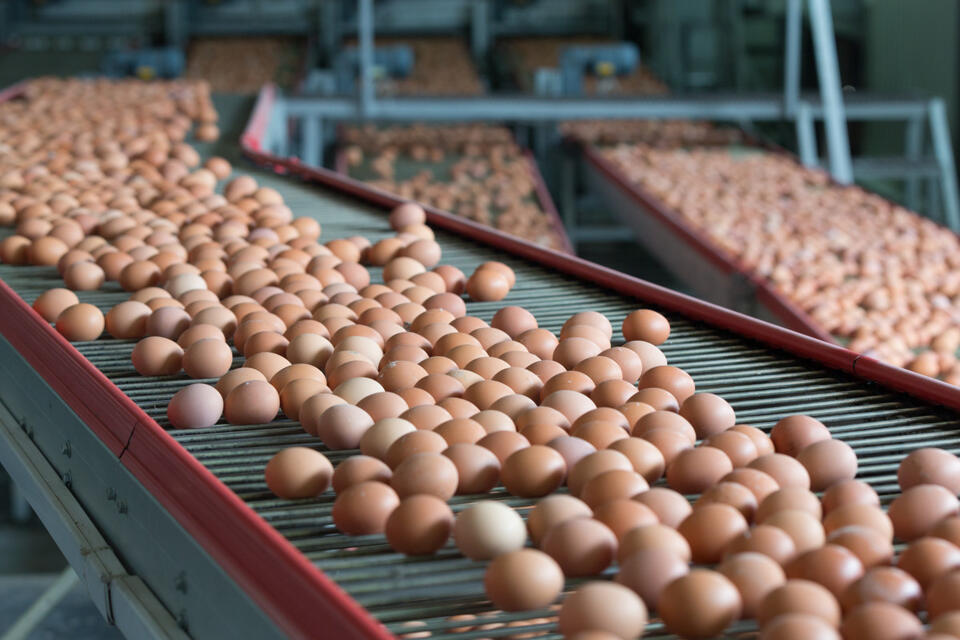 CDC Egg Recall: Are Your Breakfast Eggs Safe?